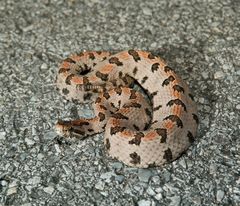 Sistrurus miliarius streckeri