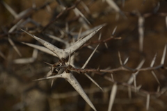 Vachellia horrida