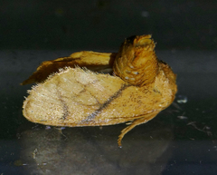 Apoda y-inversa