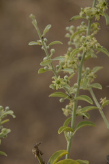 Balanites roxburghii