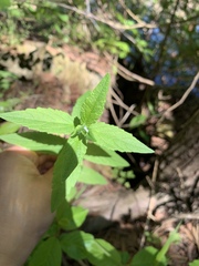 Scutellaria galericulata
