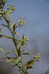 Balanites roxburghii