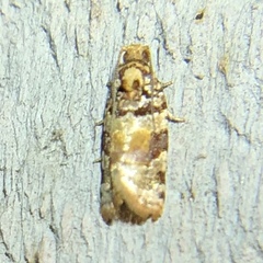 Argyrotaenia kimballi