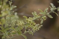 Balanites roxburghii
