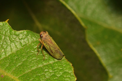 Coelidia