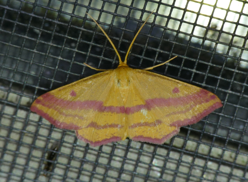 Chickweed Geometer Moth