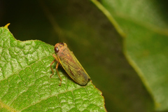 Coelidia