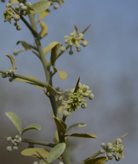 Balanites roxburghii