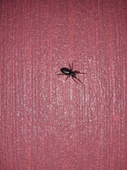 Trachyzelotes pedestris