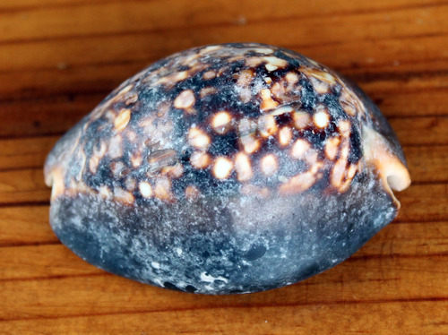 Cypraea observed 2009-09-14