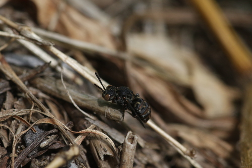 Holcopasites heliopsis