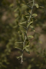 Balanites roxburghii