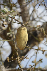 Balanites roxburghii