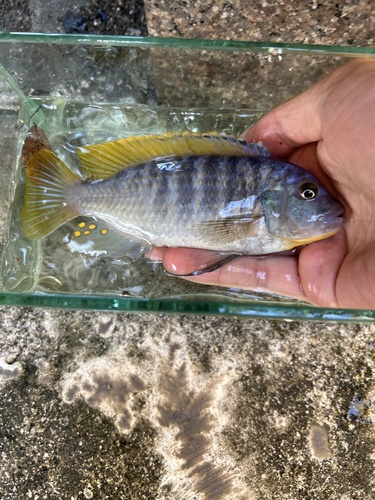 Maylandia zebra