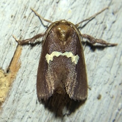 Monoleuca semifascia