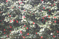 Camellia japonica