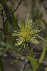 Capparis divaricata