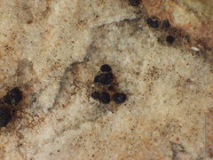 Sarcogyne similis