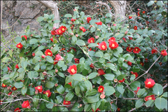 Camellia japonica
