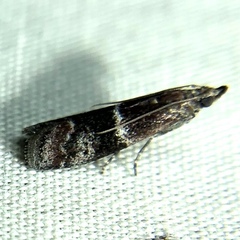 Moodna ostrinella