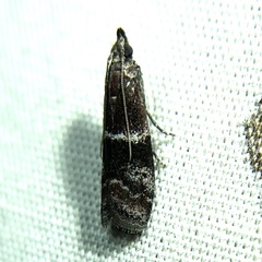 Moodna ostrinella