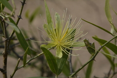 Capparis divaricata