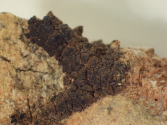 Heteroplacidium