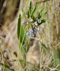 Mertensia lanceolata