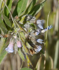 Mertensia lanceolata