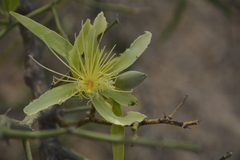 Capparis divaricata