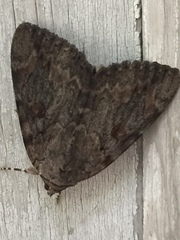 Catocala agrippina