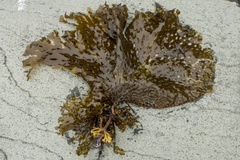 Thalassiophyllum clathrus