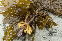 Thalassiophyllum clathrus