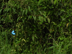 Morpho helenor maculata