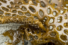 Thalassiophyllum clathrus