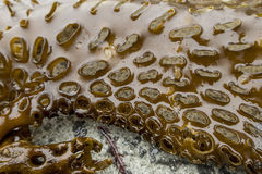 Thalassiophyllum clathrus