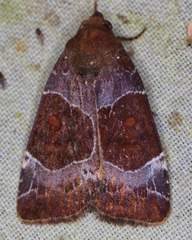 Hampsonodes mastoides