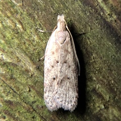 Dichomeris ventrellus