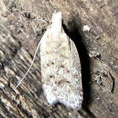 Dichomeris ventrellus