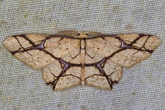 Cyclophora hieroglyphica