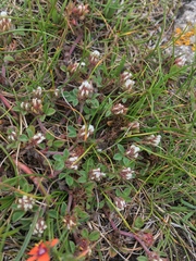 Trifolium scabrum