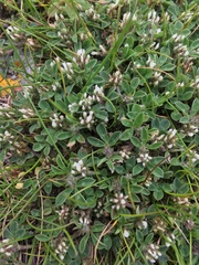 Trifolium scabrum