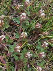 Trifolium scabrum