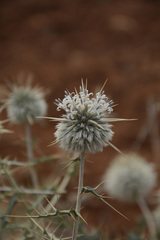 Echinops echinatus
