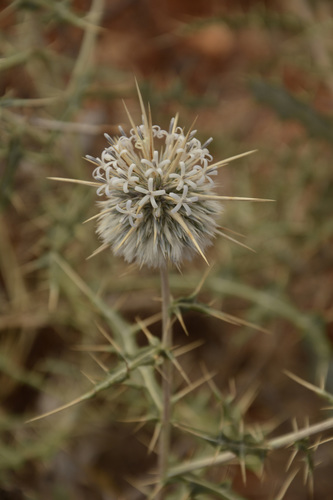 Image of Echinops echinatus by (c) Siddarth Machado, some rights reserved (CC BY)