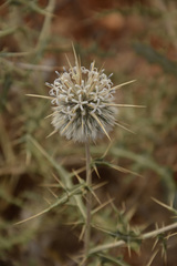 Echinops echinatus