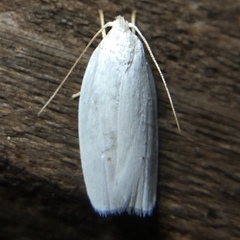 Antaeotricha albulella