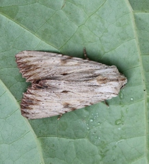 Apamea lithoxylaea