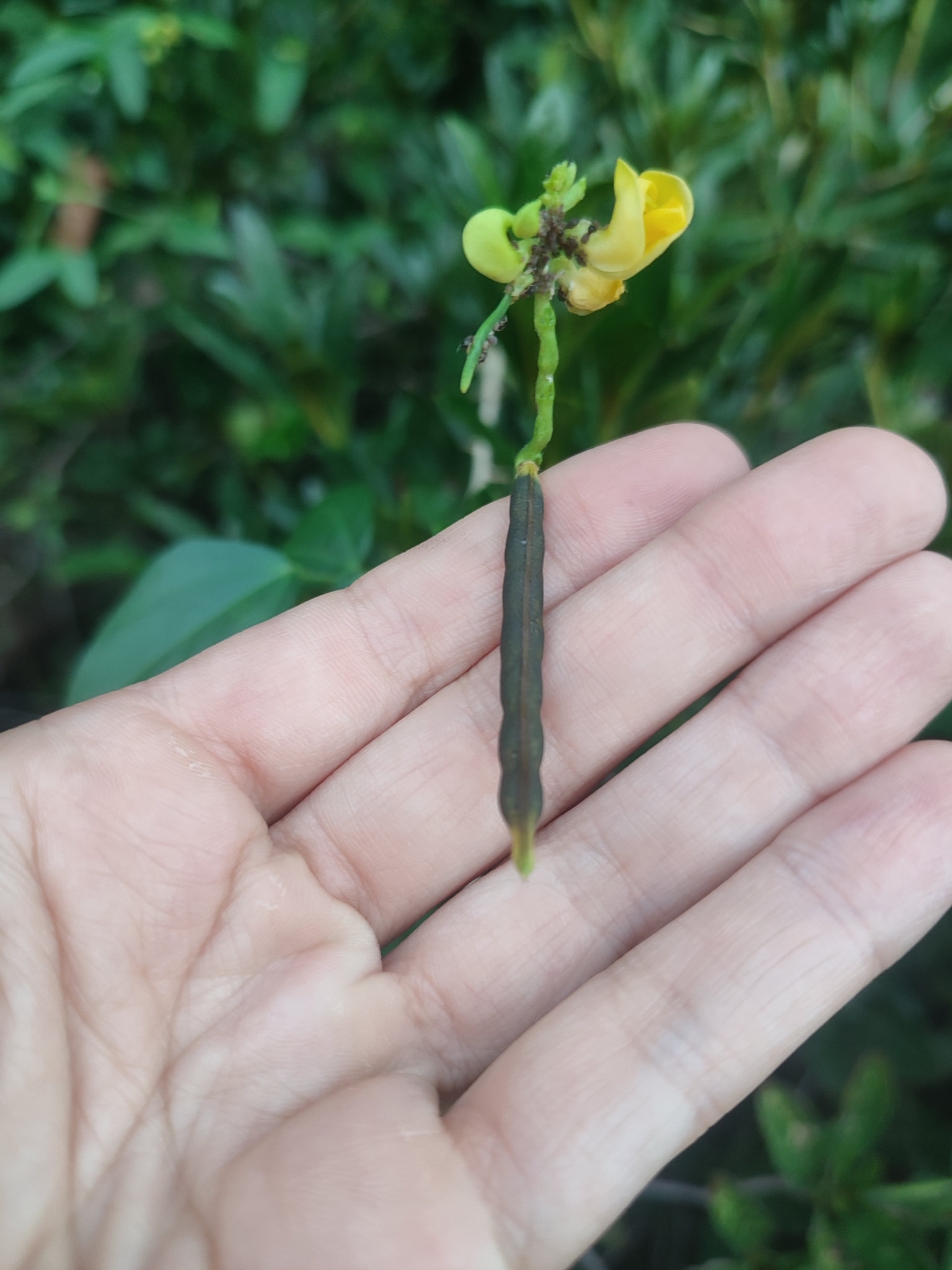Imagem de Feijão-caupi