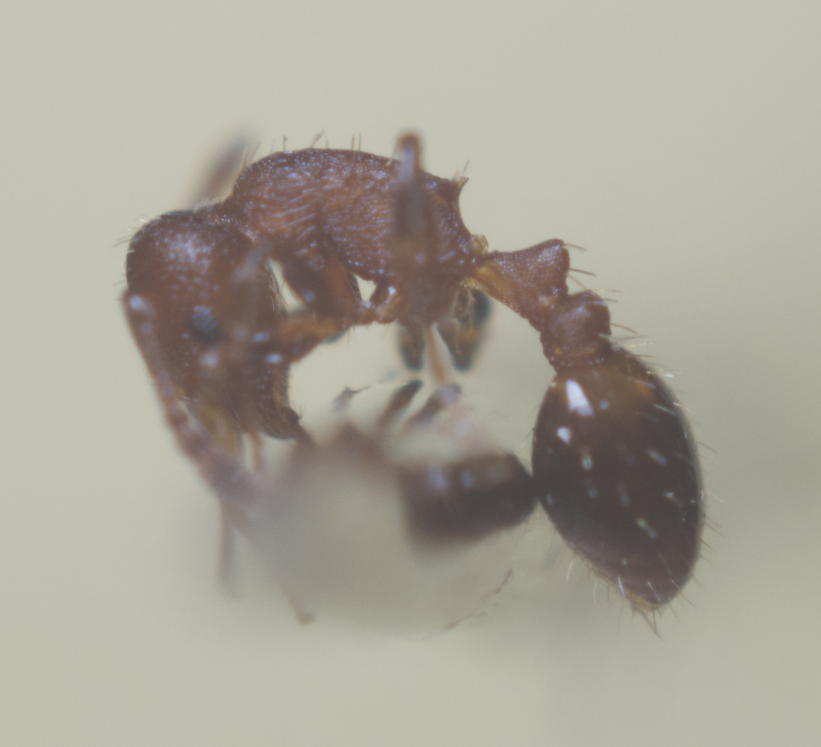 Temnothorax alienus